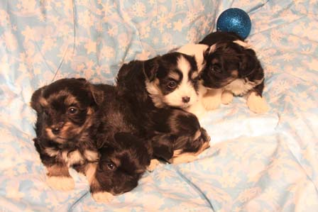 havanese-puppies